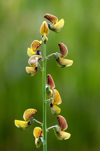Lanceleaf Rattlebox