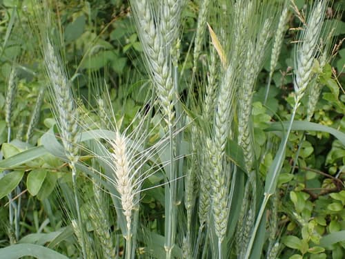 Bread Wheat