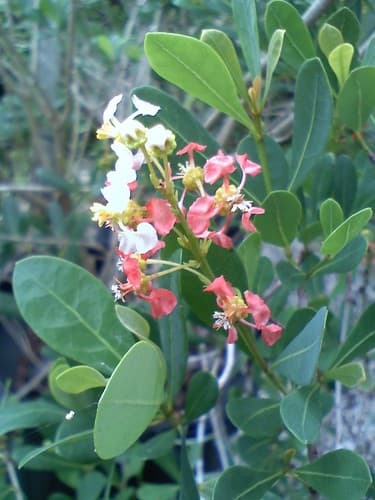 Locustberry Bonsai