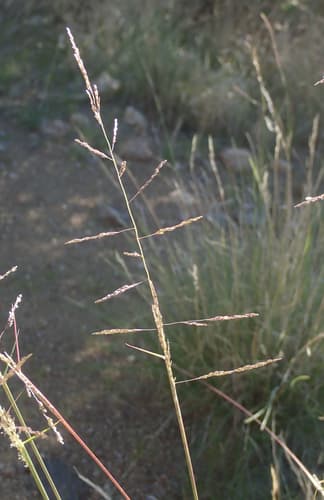 Sand Dropseed
