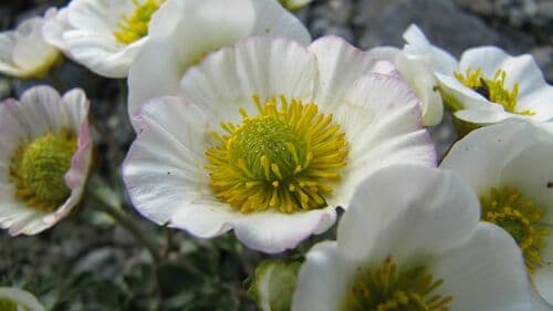 Glacier Crowfoot