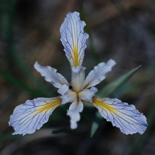 Rainbow Iris