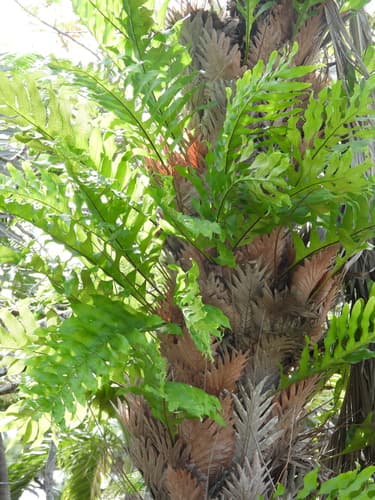 Oakleaf fern