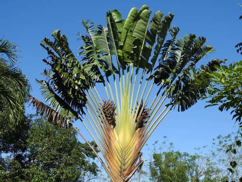 Traveller's Palm