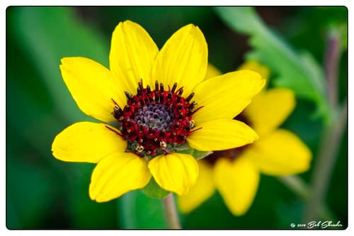 Lyre-leaf Greeneyes