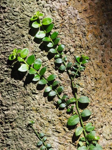 Creeping Psychotria