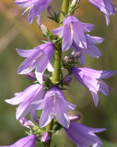 Campanula bononiensis