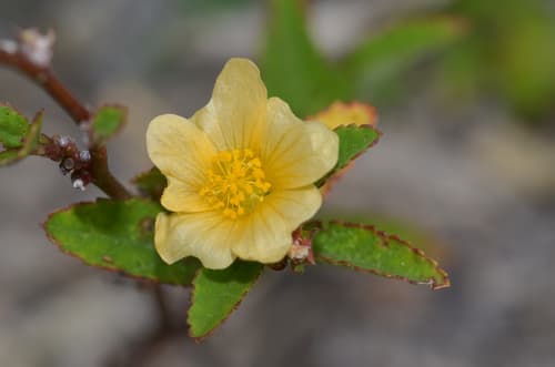 Prickly Fanpetals