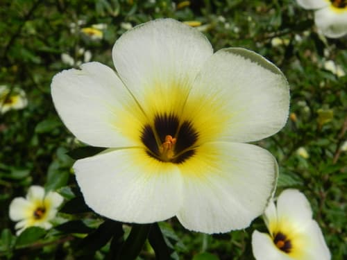 Cuban Buttercup