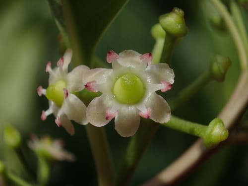 Kurogane holly