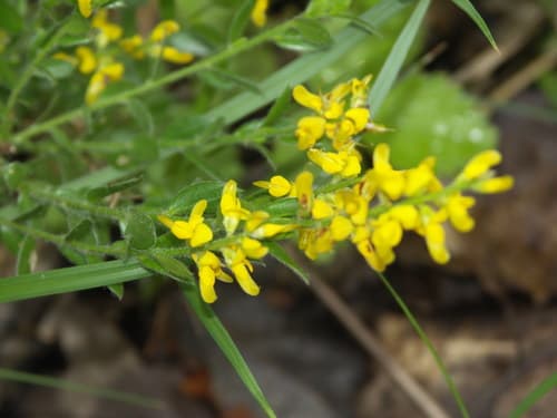 German Greenweed