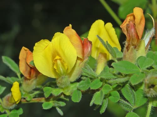 Clustered Broom Bonsai