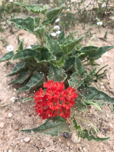 devil's bouquet
