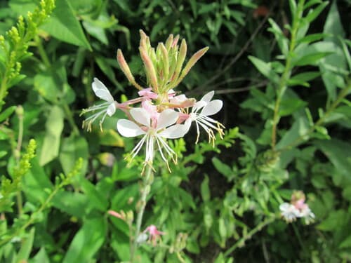 Biennial Beeblossom