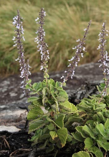 Vicks Plant