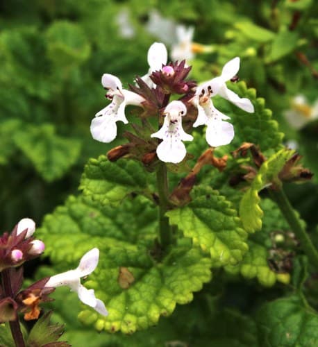 African Stachys
