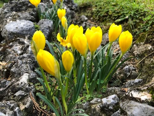 Winter Daffodil
