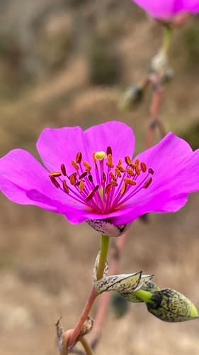 Rock Purslane