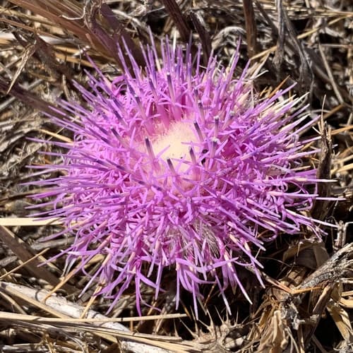Pine Thistle