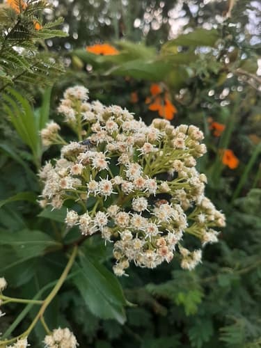 Chilca Plant
