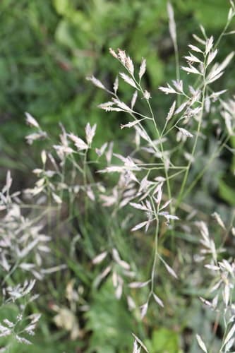 Red Fescue