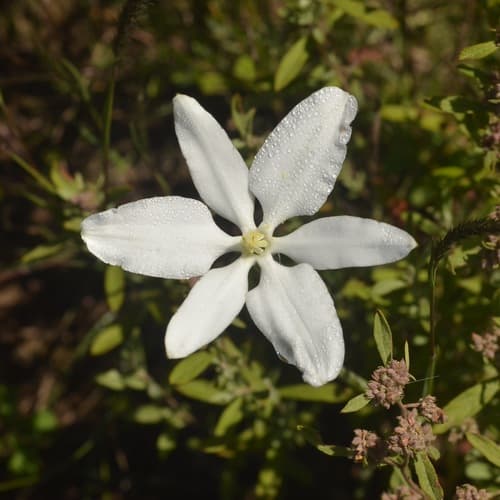 Mexican star