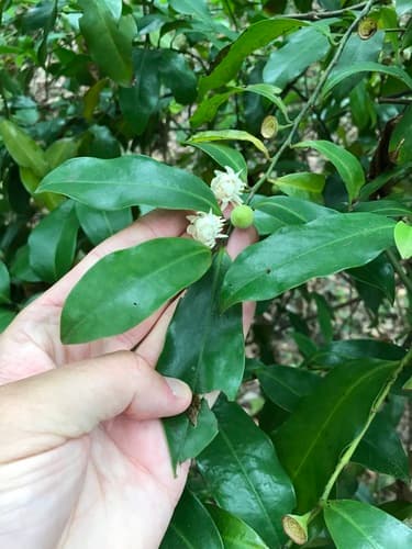 Bolwarra