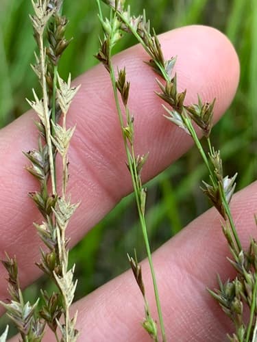 Slender Spikegrass