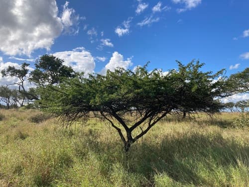 Egyptian acacia
