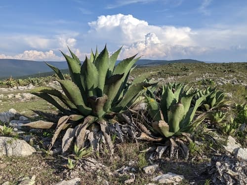 Giant Century Plant