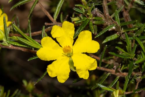 Erect Guinea-flower