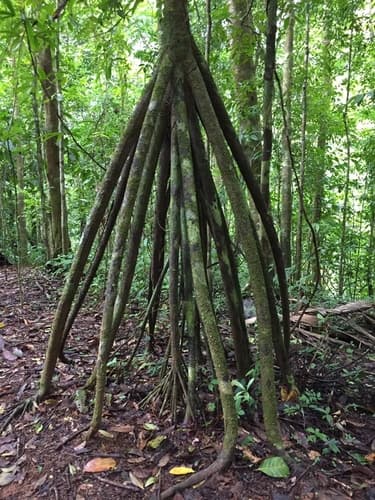 walking palm