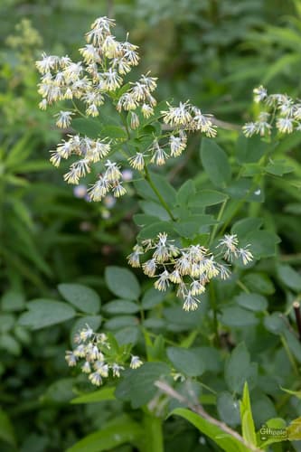 Purple Meadow-rue