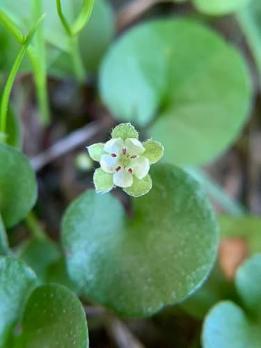 Carolina ponysfoot