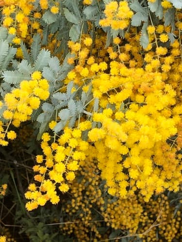 Cootamundra Wattle Bonsai