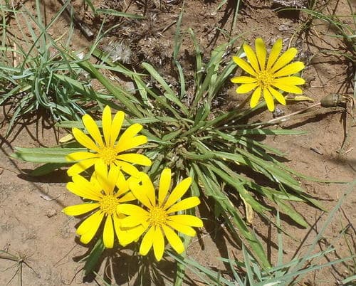 Terracotta Gazania