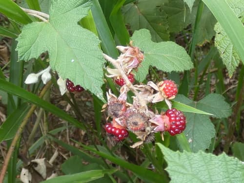 Molucca Bramble