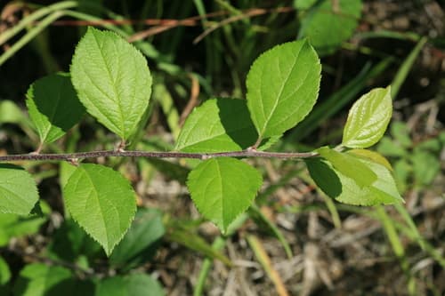 Pear-leaf Crabapple Bonsai