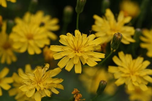 Rattlesnakeweed