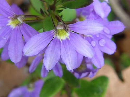 Fairy Fan-flower