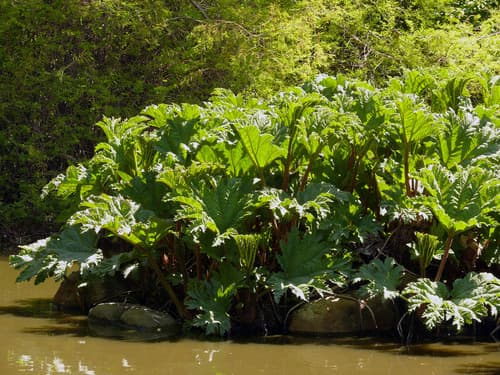 Chilean Rhubarb