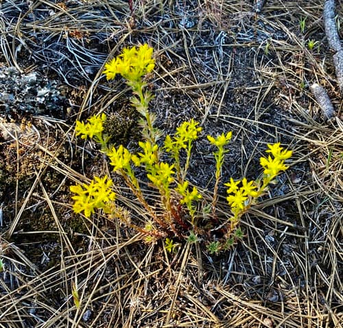 Wormleaf Stonecrop