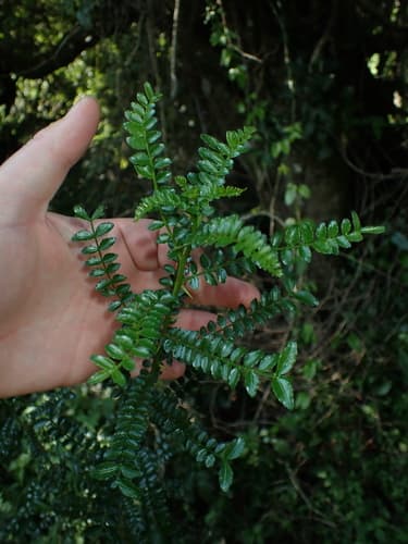 Small Knobwood Bonsai