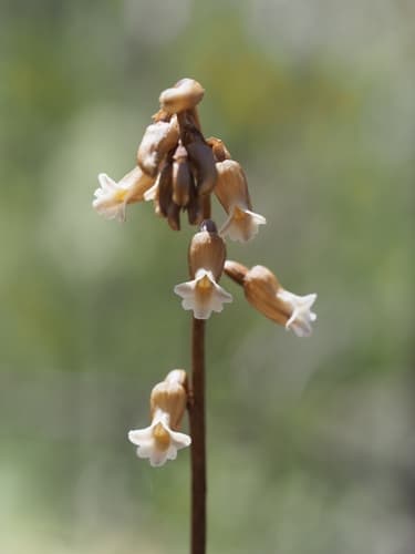 Cinnamon Bells