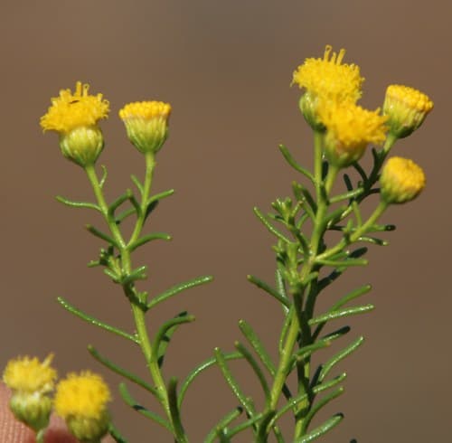 Bitterbush