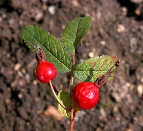 Cinnamon Rose
