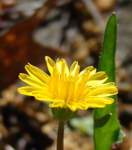 Virginia dwarfdandelion