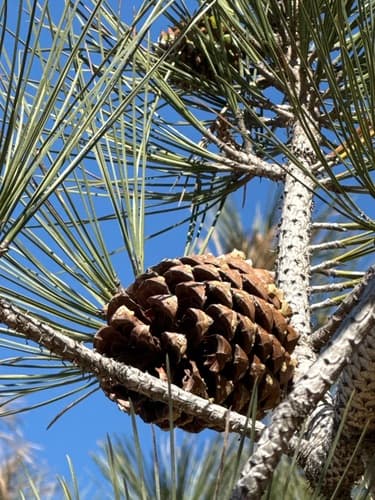 Torrey Pine Bonsai