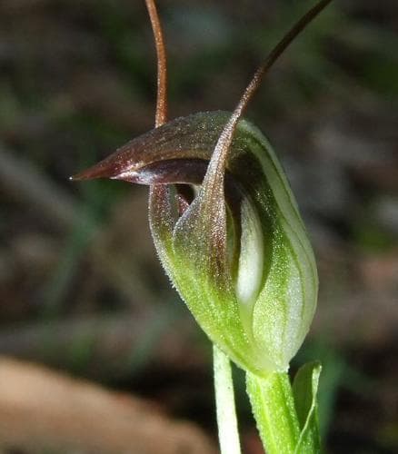 Maroonhood Orchid Flower