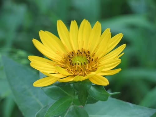 Roughstem rosinweed